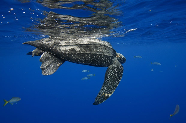 Como estão as tartarugas marinhas na nova lista de espécies ameaçadas